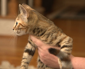 Rescue Kitten