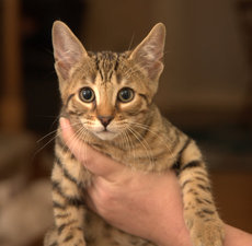 Rescue Kitten