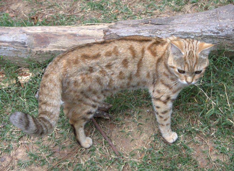 Spots Walk n Wild Bengals