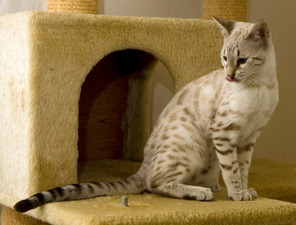 Sorbetta (F3) 